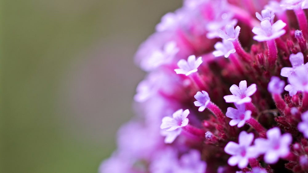 is verbena bonariensis a cyme