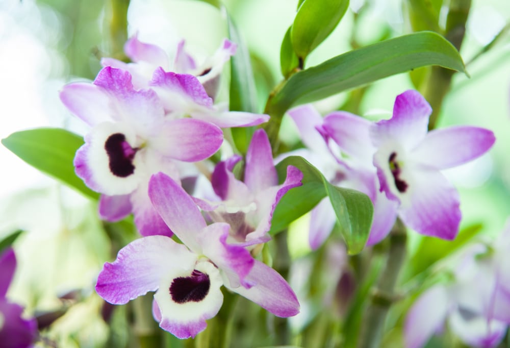  Dendrobium  Orchid Care UK Growing Tips UpGardener 