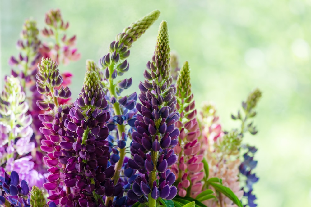 purple and pink lupin bunches