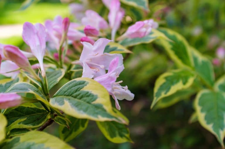 Weigela Care Pruning And Uk Growing Tips Upgardener™