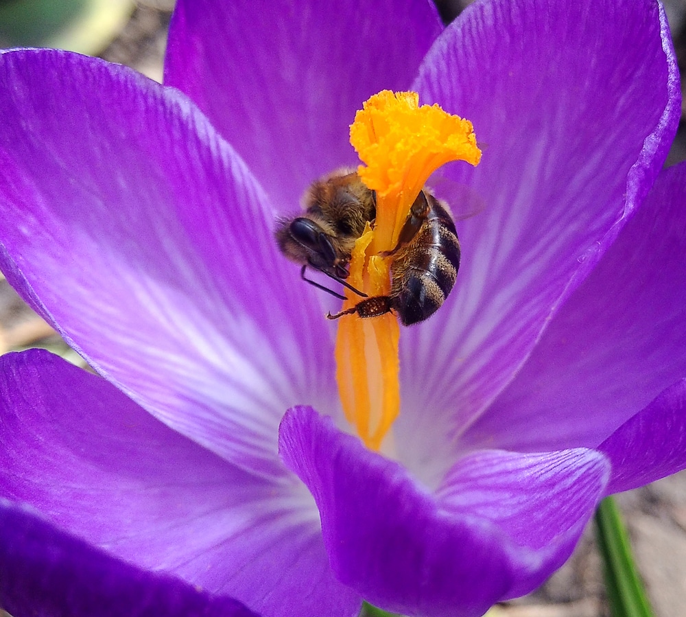 A honey bee takes refuge in the petals of a crocus