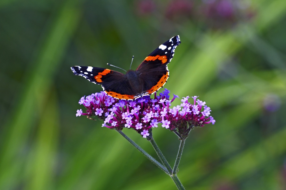 Verbena Bonariensis Care & Growing Tips | Horticulture.co.uk