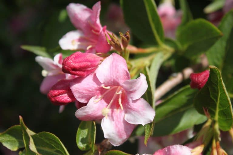 Weigela Care Pruning And Uk Growing Tips Upgardener™