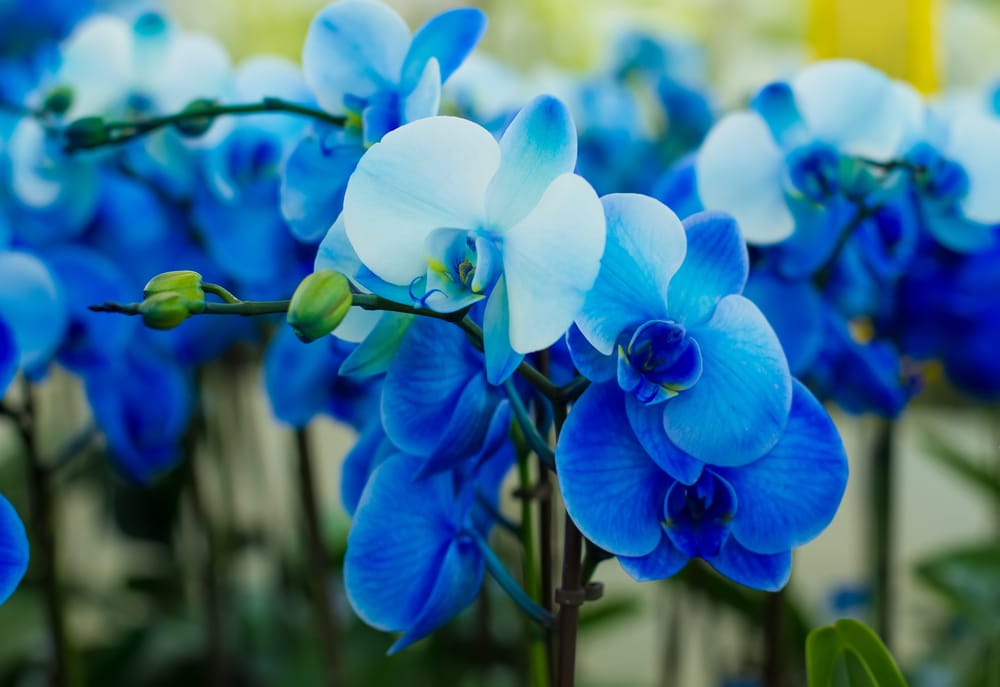 Blue orchids dyed with food colouring