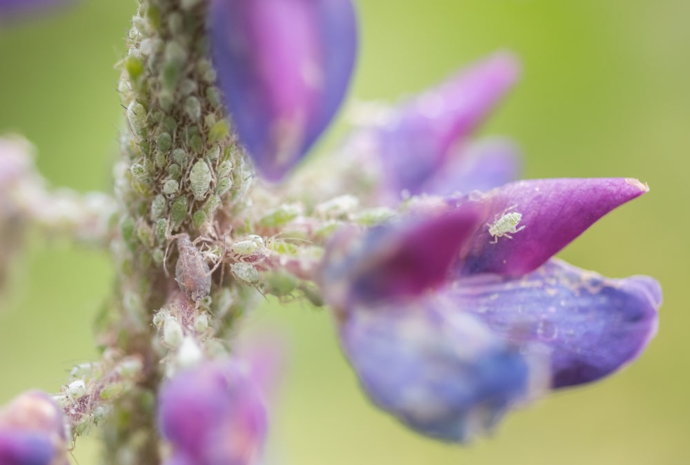 Aphids covering a lupine stem