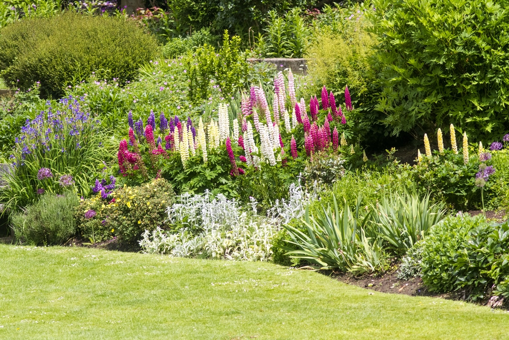 Garden Border Planting Ideas For UK Gardens  UpGardener™