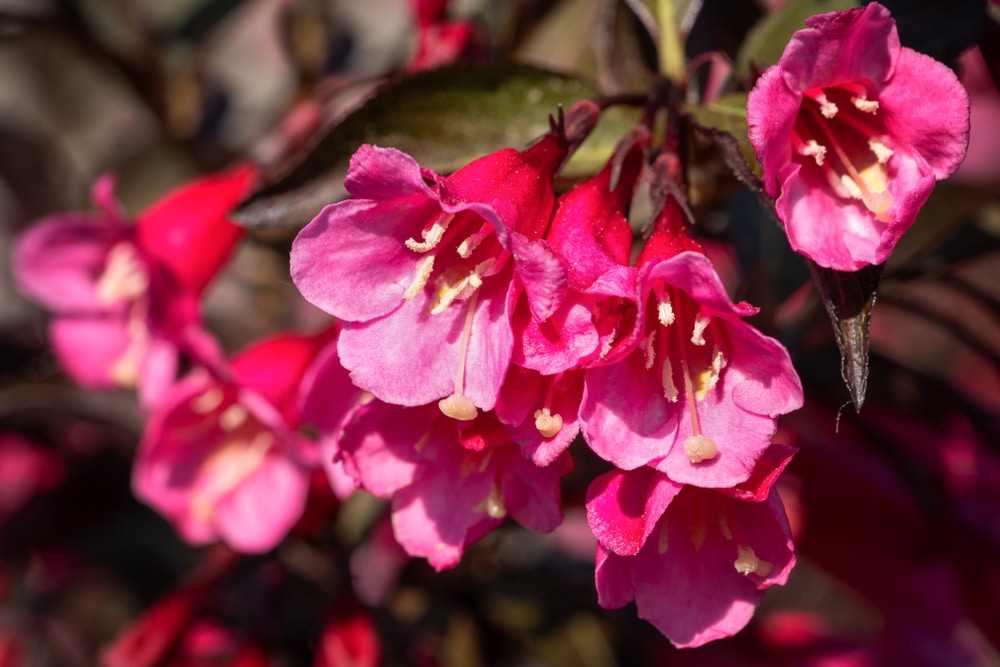 are weigela plants safe for dogs