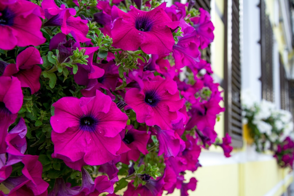 Purple petunia flowers