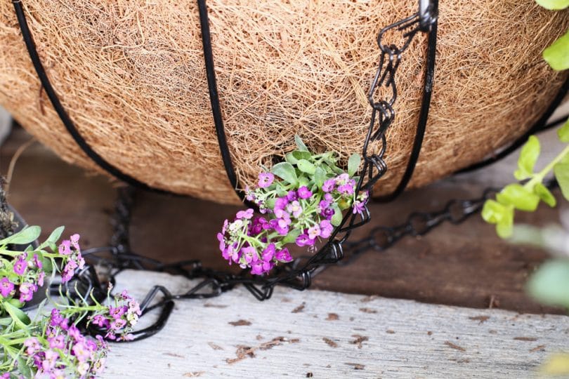 27 Best Plants To Use In UK Hanging Baskets UpGardener™