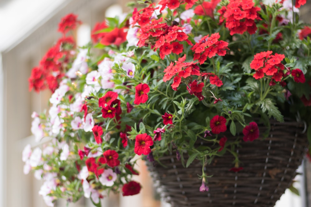 27 Best Plants To Use In Hanging Baskets Horticulture.co.uk