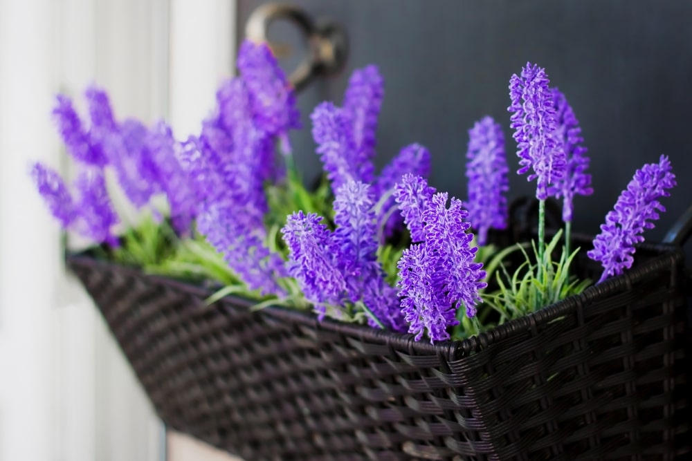 lavender protruding from a rectangular hanging tub