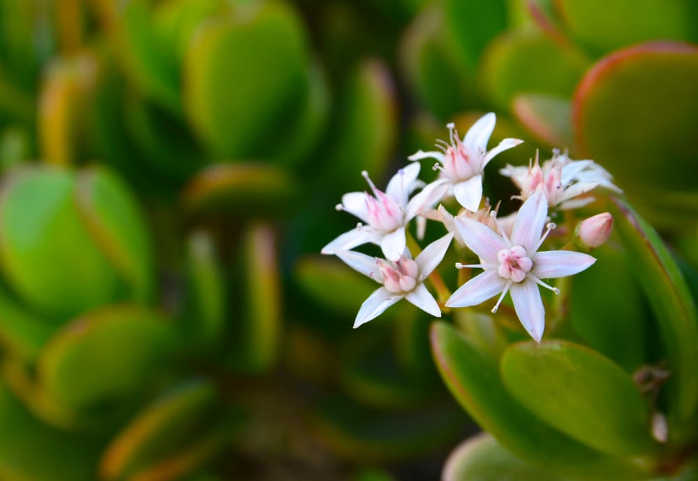 Crassula Ovata Care Growing Tips Horticulture Co Uk