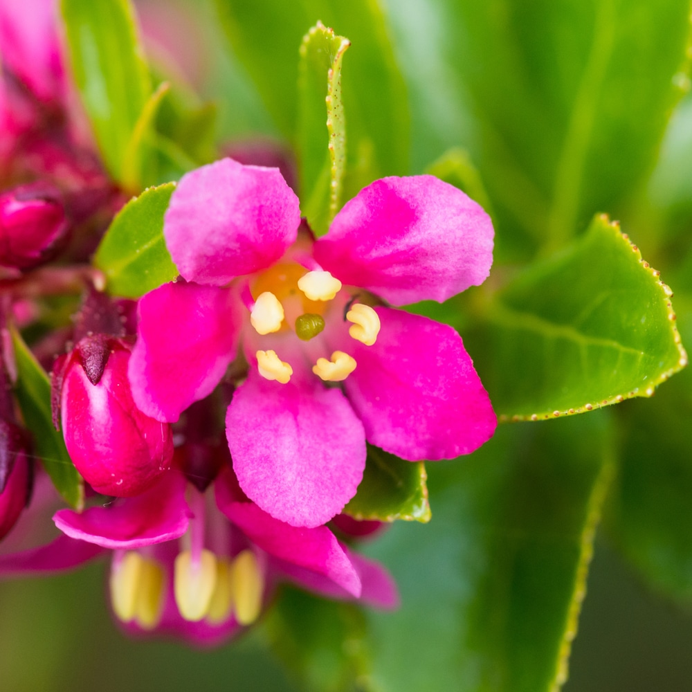 pink escallonia flower with its five petals