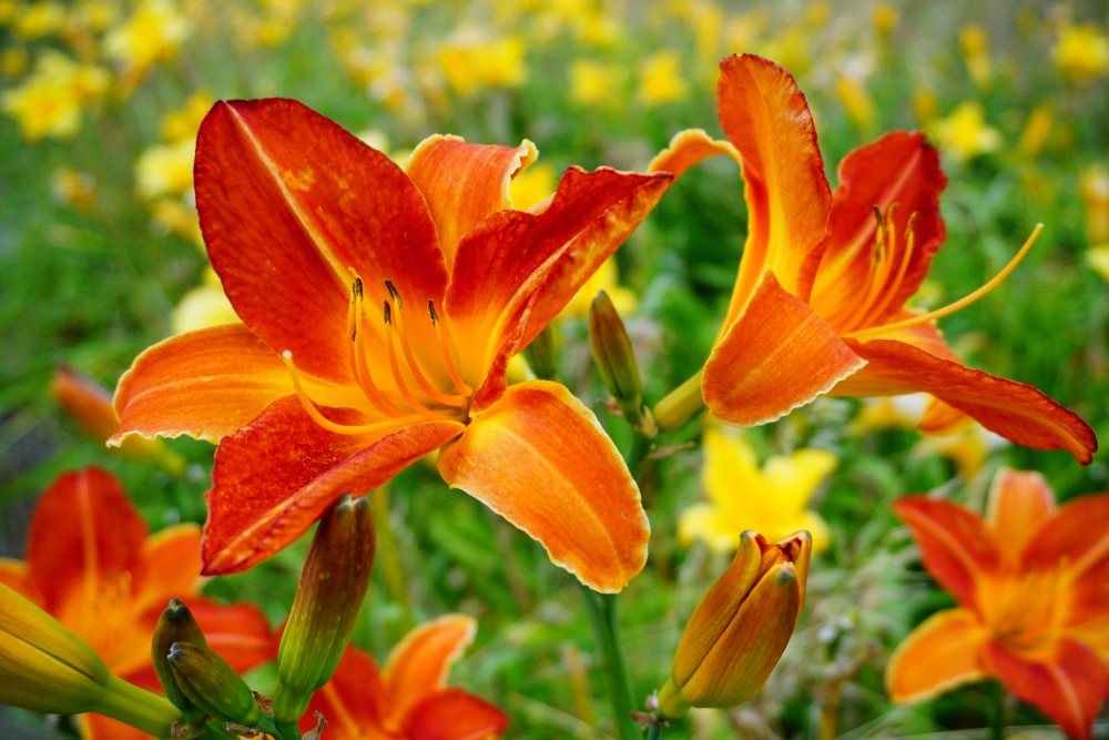 deep, vibrant orange flowers