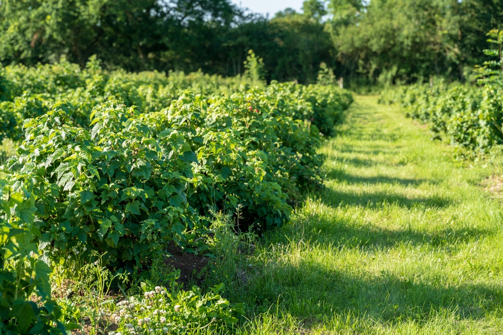 how-to-grow-blackcurrants-care-growing-upgardener