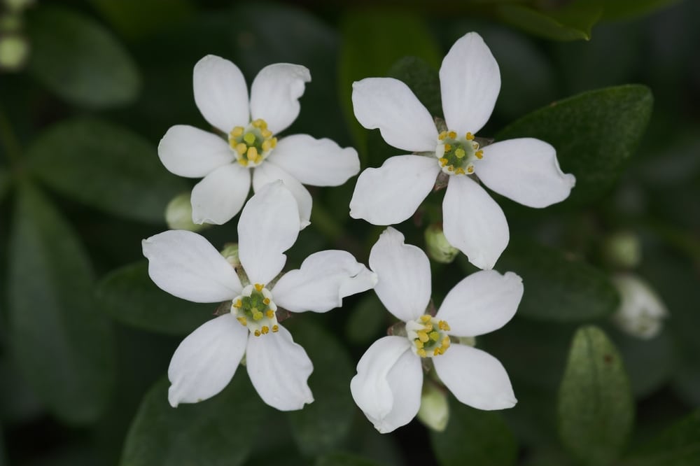 the distinctive star shaped white flowers of choisya ternata