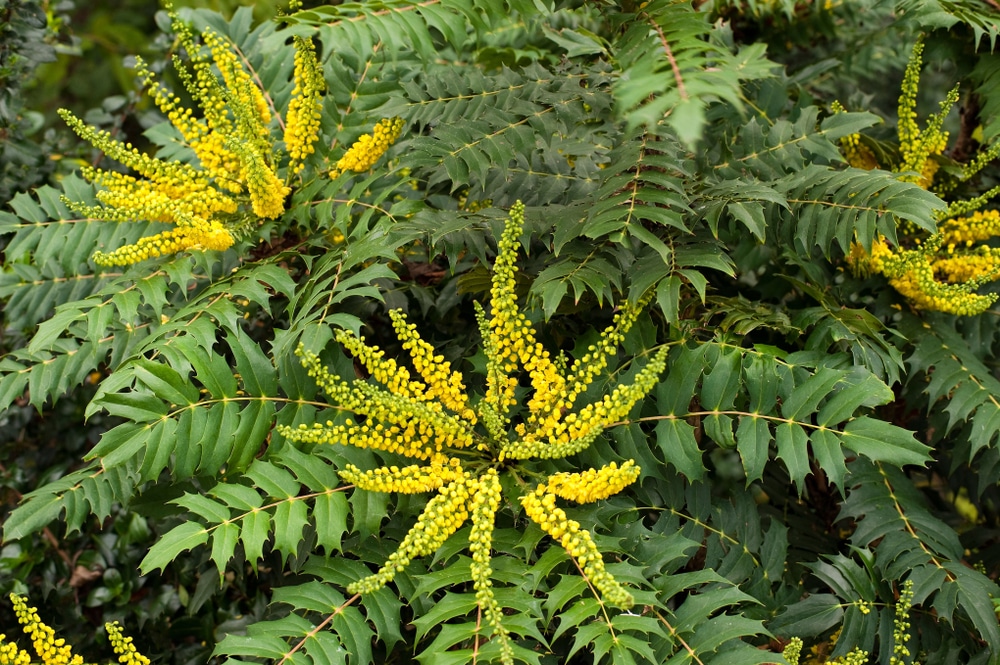 racemes of mahonia flowers, bright yellow in colour