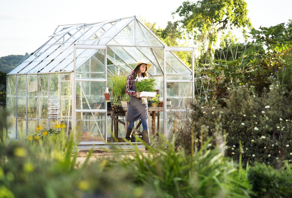 A woman exiting a standard glass greenhouse with plants in hand