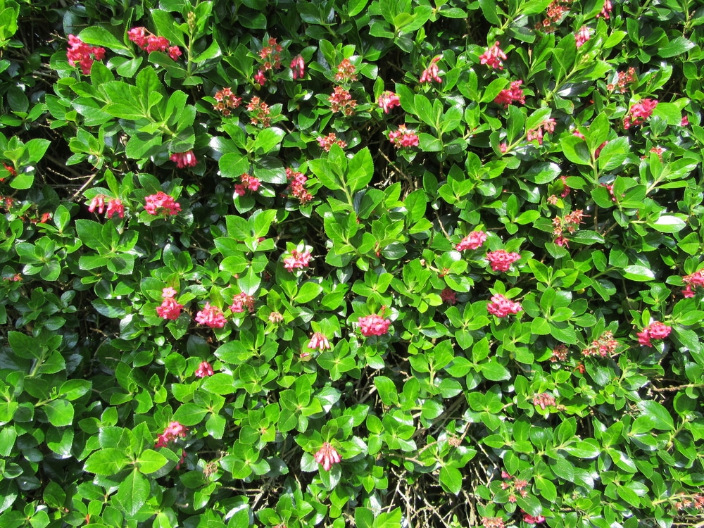 an escallonia hedge