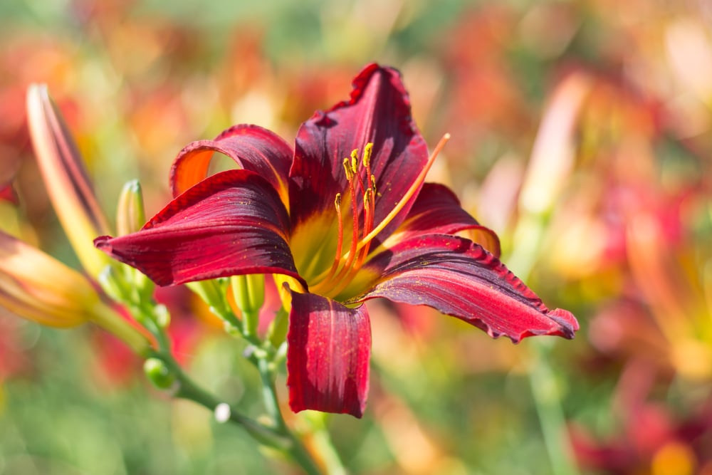 deep red and yellow hemerocallis flowers