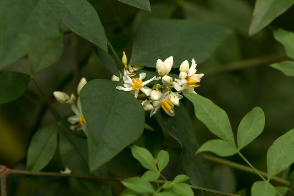 white and yellow buds on heavenly bamboo