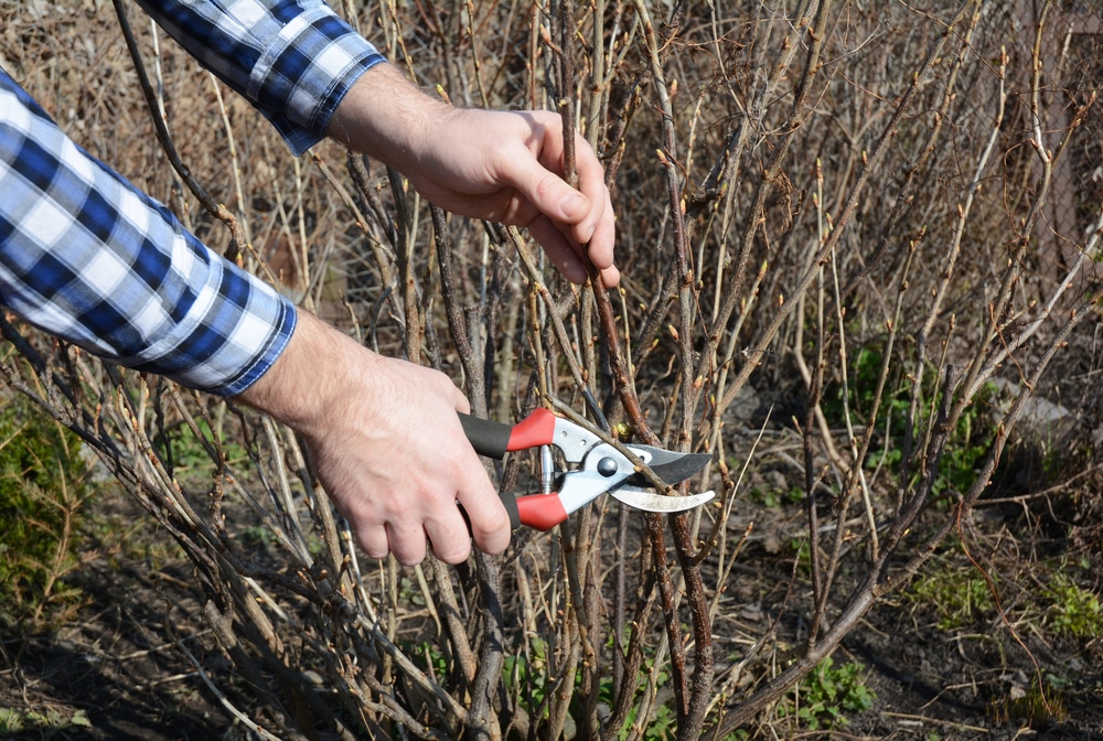 How To Grow Blackcurrants - Care & Growing | Horticulture™