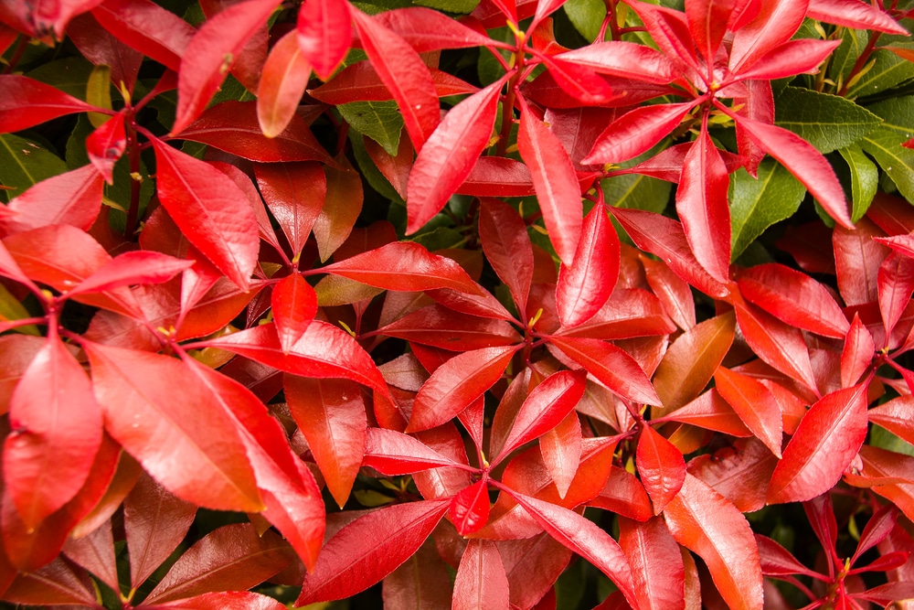 rich red leaves of japonica mountain fire
