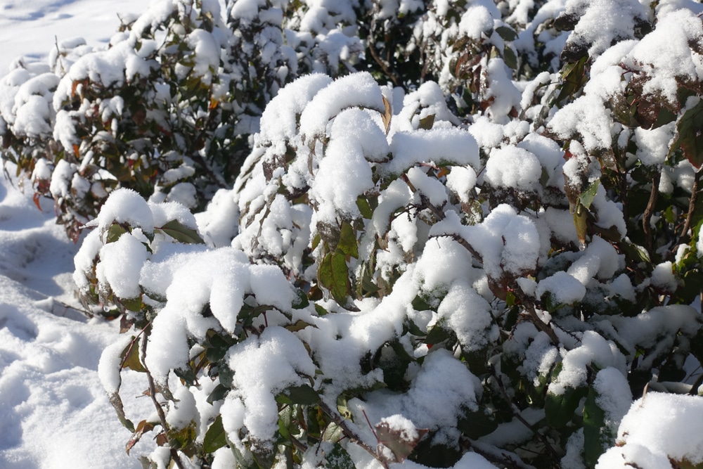 Mahonia Berberis Ilex Arnold Zwicky S Blog