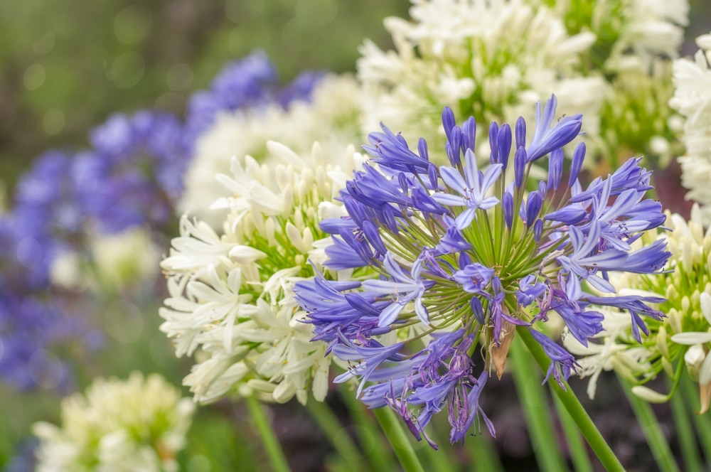 Agapanthus ‘African Lily’ in blue and white