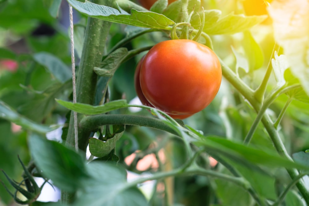 close up of a tomato hanging from a vine