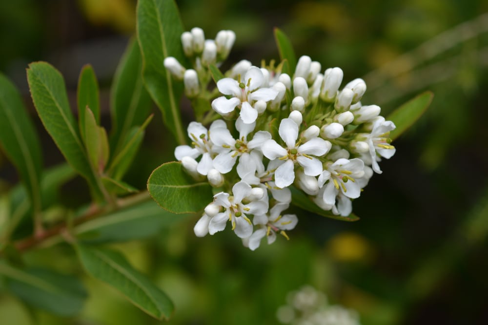 close up of white escallonia flowers