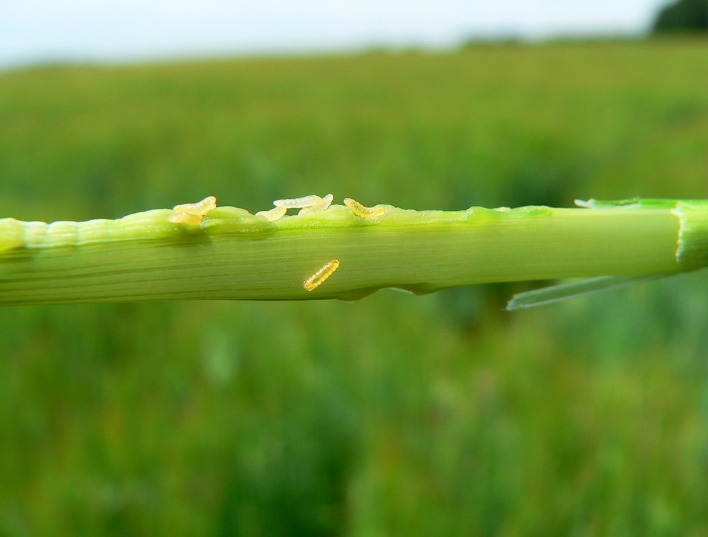 Thin, translucent maggots on a plant stem