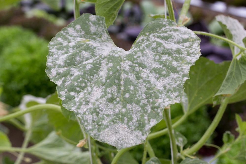 powdery mildew on the leaf of a flower
