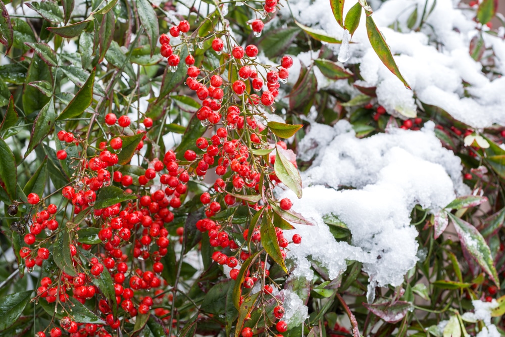 snow piled on top of nandina domestica plant