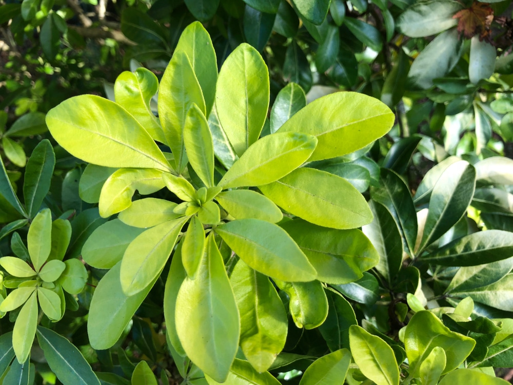 Choisya ternata plant with yellow-green foliage