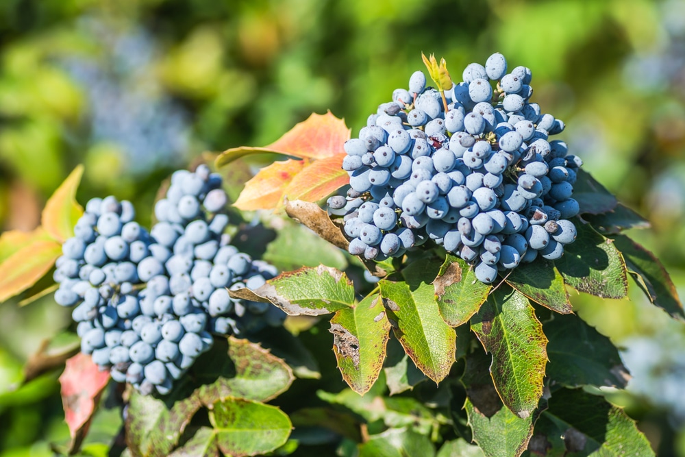 Mahonias Useful Shrubs For A Shady Spot The Backyard Gardener