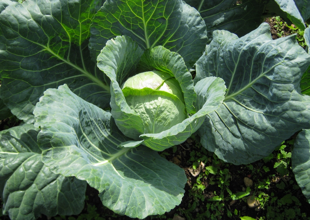 a cabbage growing outdoors