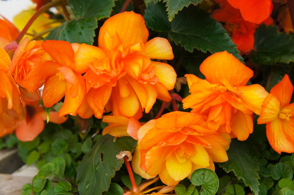 ‘Illumination Apricot’ flowers in bloom