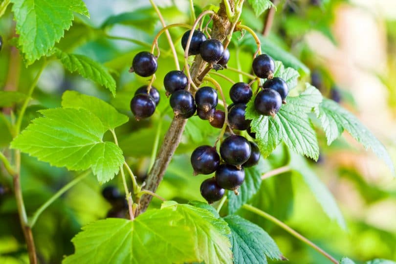 how-to-grow-blackcurrants-care-growing-upgardener