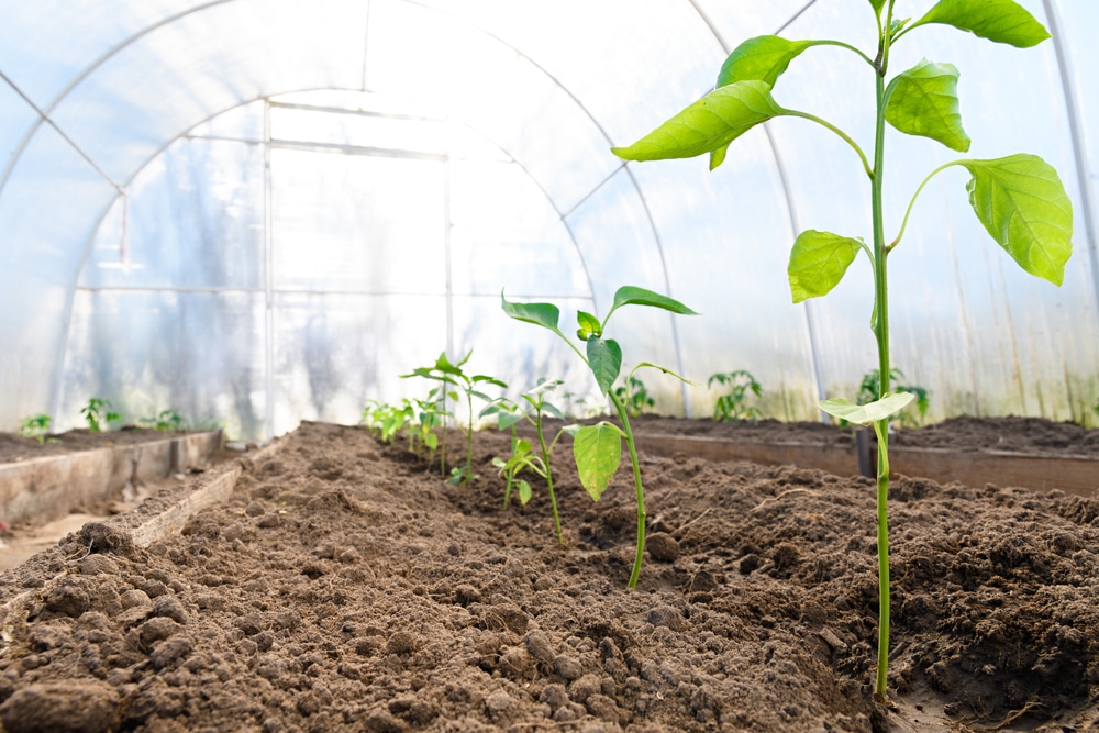 How To Grow Vegetables In A Greenhouse UpGardener???