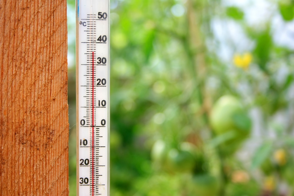 5 Best UK Greenhouse Thermometers Reviewed | UpGardener