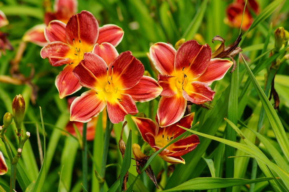 Hemerocallis 'Daylilies' Care & UK Growing Tips UpGardener