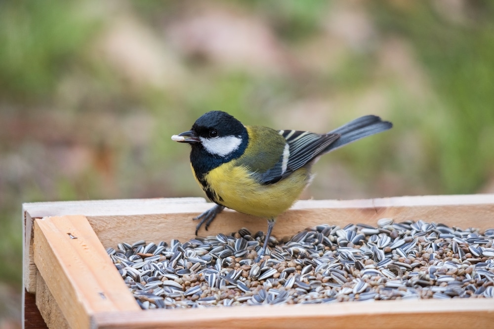 5 Best UK Bird Tables Reviewed (Jul 2020) | UpGardener™