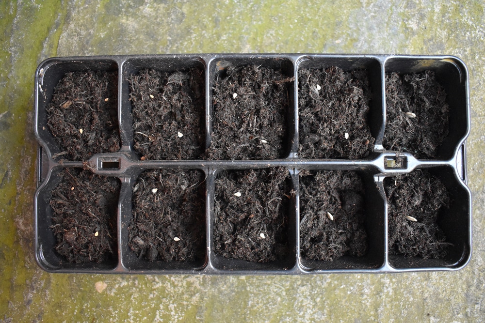 5 Best UK Seed Composts Reviewed (Nov 2020) UpGardener