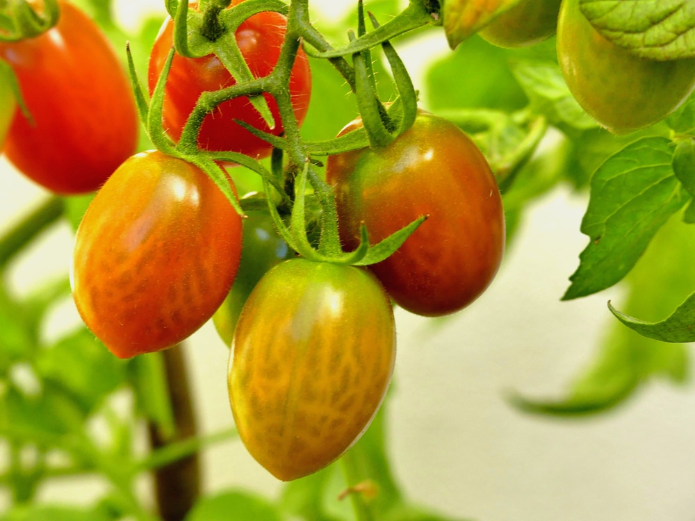 How To Grow Tomatoes In Hanging Baskets Upgardener,Steam Carrots In Microwave
