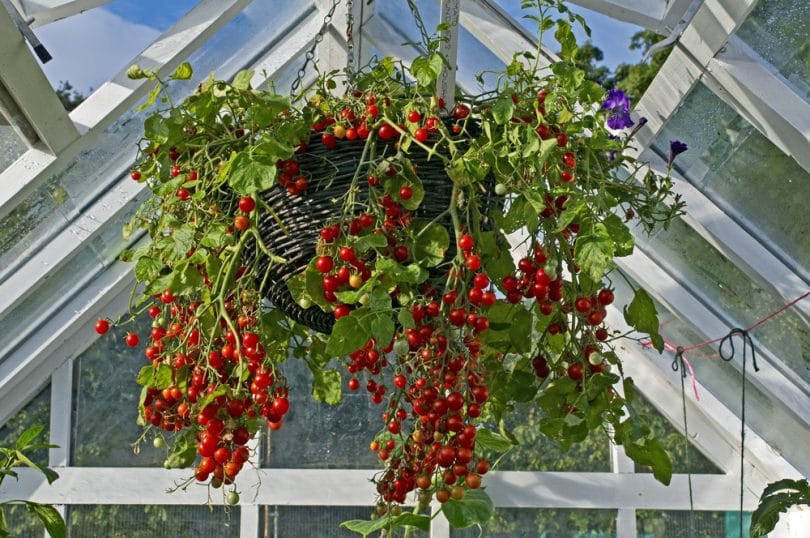 how to grow tomatoes grow tent how to grow tomatoes grow tent
