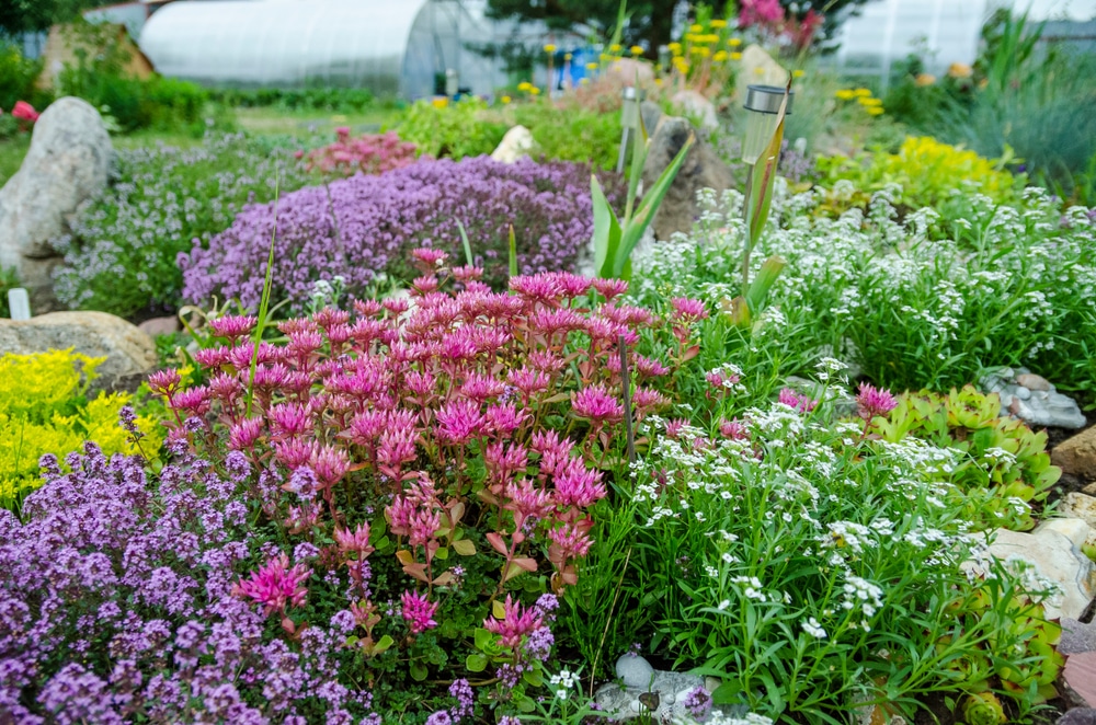 flowering sedum plants in a stone garden