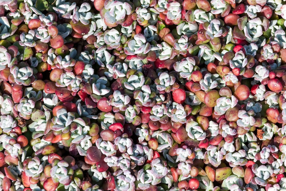 stonecrop plants in purple, white and red