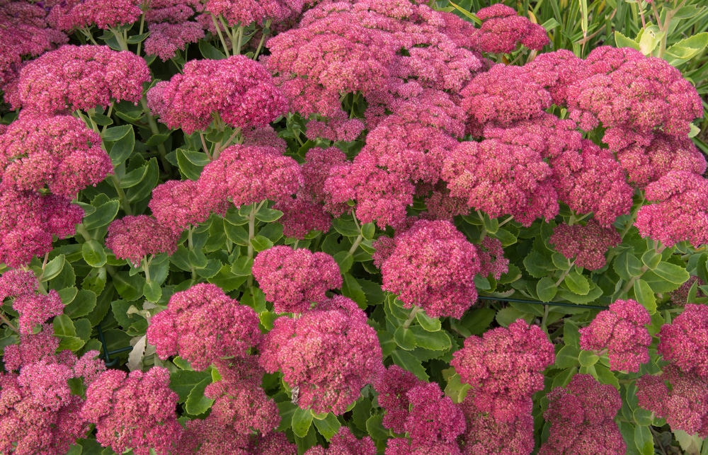 Sedum 'Herbstfreude' in a country cottage garden