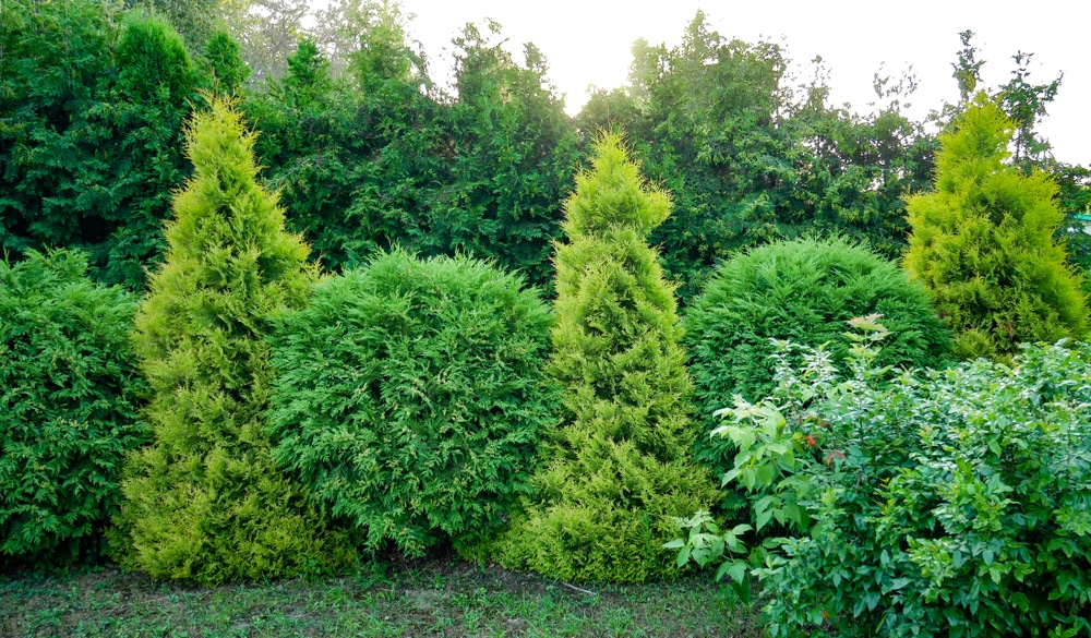 Best Fast-Growing Trees For Privacy In UK - Treesprivacy